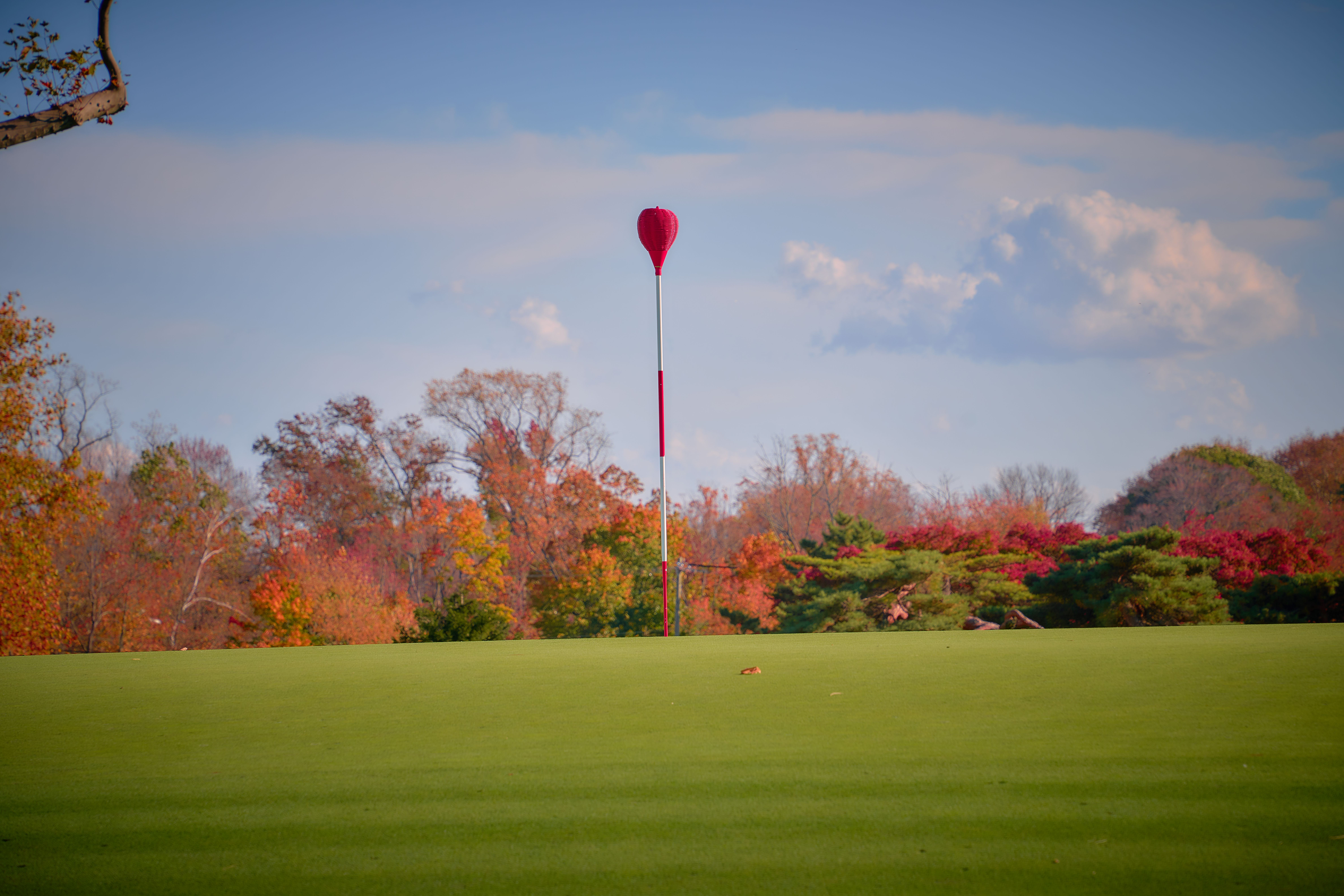 A red wicker basket flagstick standing on a green at Merion Golf Club under a blue sky